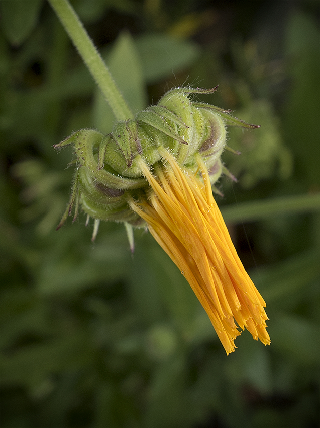 4711 Blume _KA70372-1 Kopie.jpg